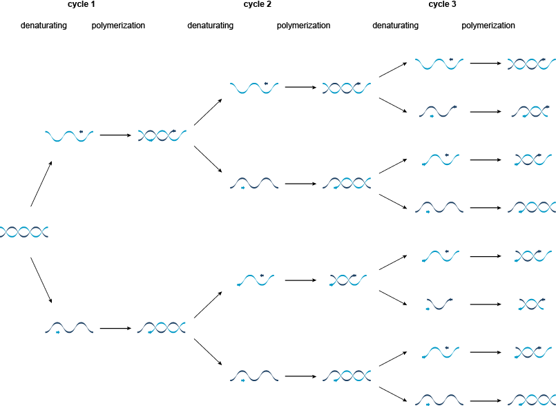 聚合酶链反应（PCR）