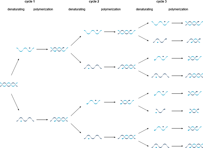 聚合酶链反应(PCR)