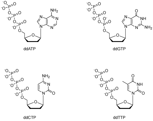 双脱氧核苷酸triphosphoates的结构(的ddNTPs)