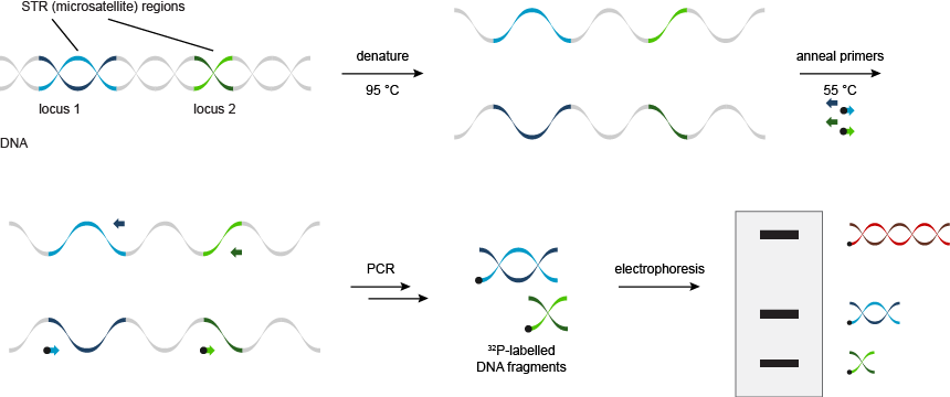 DNA指纹通过STR分析