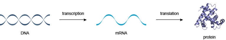 分子生物学中心法则：DNA使RNA生成蛋白质