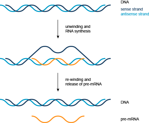 从双链DNA(蓝色)中的转录形成的前体信使核糖核酸(橙色)的简化表示。 转录