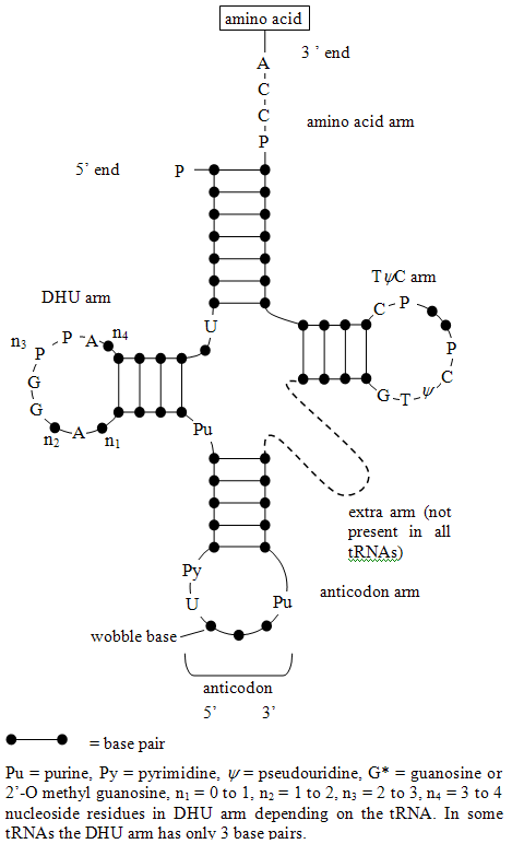 的tRNA的二维结构（转运RNA）