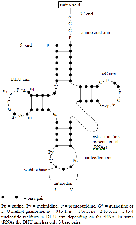 在某些的tRNA的DHU臂只有三个碱基对。 的tRNA的二维结构(转运RNA)