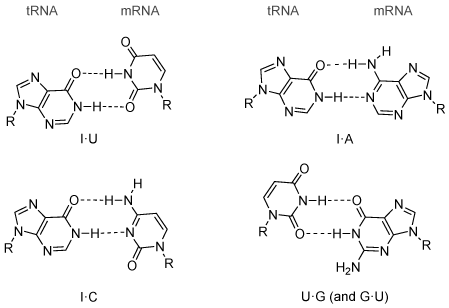 摆动碱基对的结构中发现的RNA