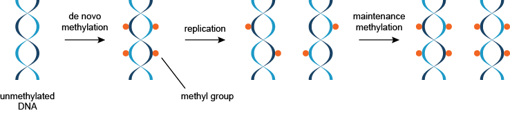 从头甲基化和DNA的维护甲基的示意图。 这两种类型的DNA甲基化的