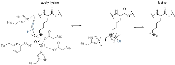 赖氨酸乙酰机制