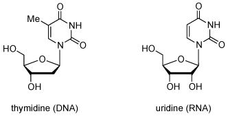 尿苷发生在RNA; 胸苷的DNA。 尿嘧啶和胸腺嘧啶核苷结构