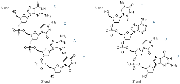寡核苷酸dGCAT（左）和dTACG（右）的化学结构