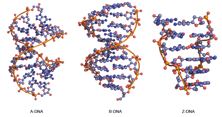 的A-DNA，B-DNA和Z-DNA的三维结构