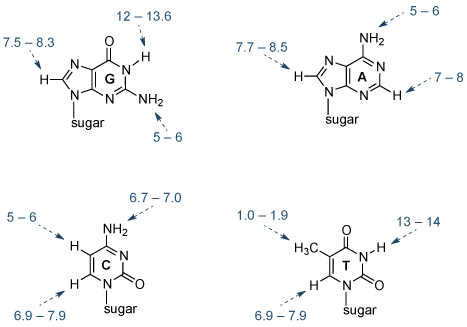 从Wijmenga和van Buuren的,的<em>核磁共振波谱进度数据</ em>的32,287-387(1998)。 在的核酸碱基的1H NMR谱中观察到的关键残基的NMR化学位移